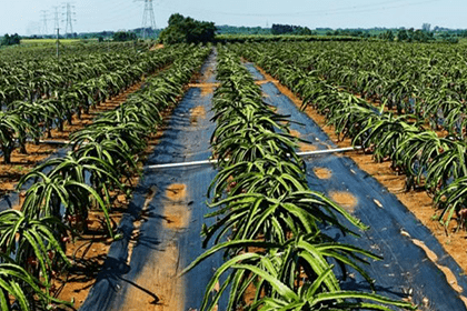 火龍果現(xiàn)代農(nóng)業(yè)產(chǎn)業(yè)園