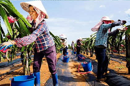 廣東省精準(zhǔn)扶貧基地