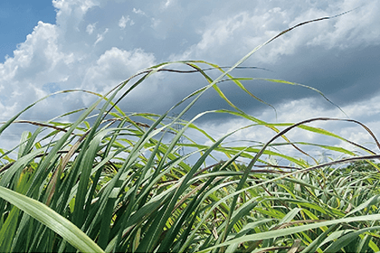 湛江市扶貧農(nóng)業(yè)龍頭企業(yè)